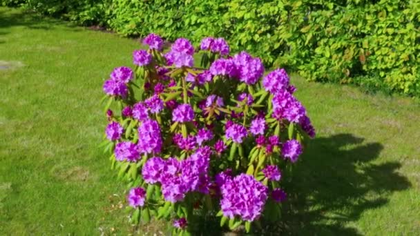 Прекрасный вид на фиолетовый куст рододендрона в саду в летний день. - Кадры, видео