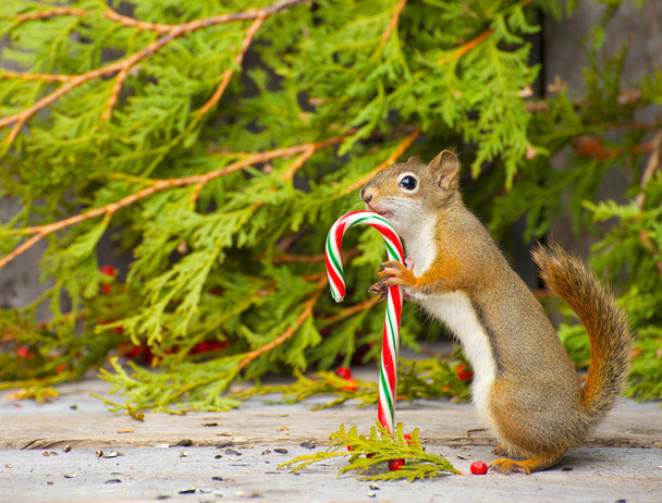 Christmas squirrel. - Photo, Image