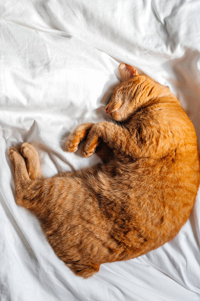Cute ginger cat sleeps on white bed under the duvet - Foto, afbeelding