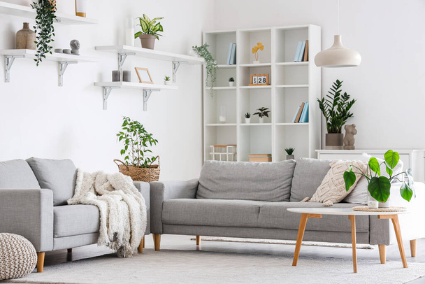 Interior of light living room with grey sofas, coffee table and houseplants - Fotoğraf, Görsel