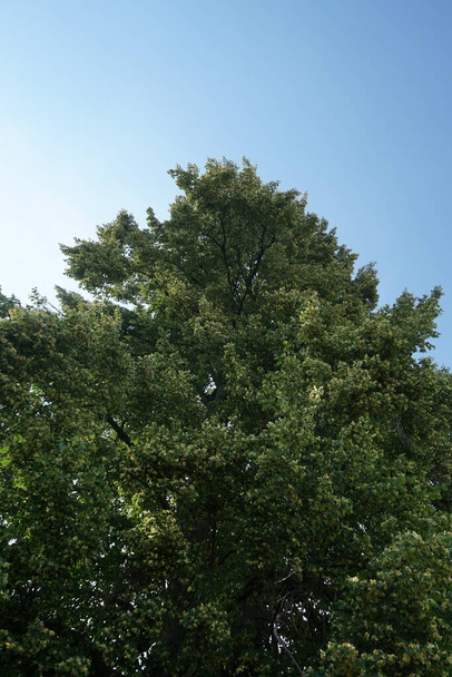 A Tilia fa júniusban virágzik. A Tilia, a hársfa, a faggyúfa és a mészfa a Tiliaceae családba tartozó fafajok vagy bokrok nemzetsége. Berlin, Németország   - Fotó, kép