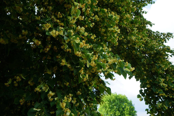ティリアの木は6月に咲く。ティリア、リンデン、バスウッド、ライムの木は、ティリア科の木や茂みの種の属です。ドイツ・ベルリン   - 写真・画像
