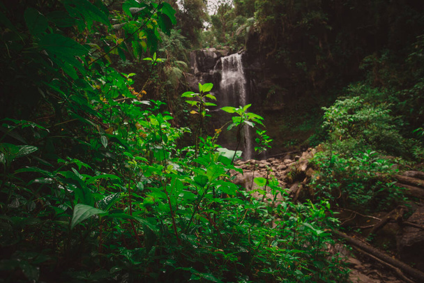 Hermosa cascada en Boquete parte de Panamá llamada las cascadas ocultas. Hermoso entorno de la selva con exuberantes verdes y grandes rocas cubiertas de musgo y encantadora cascada. - Foto, imagen