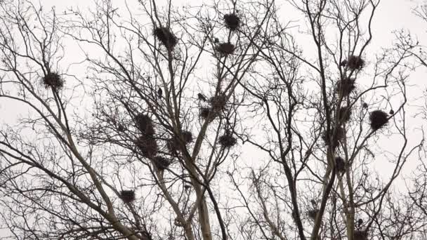 Wrony w gniazdach na drzewo - Materiał filmowy, wideo