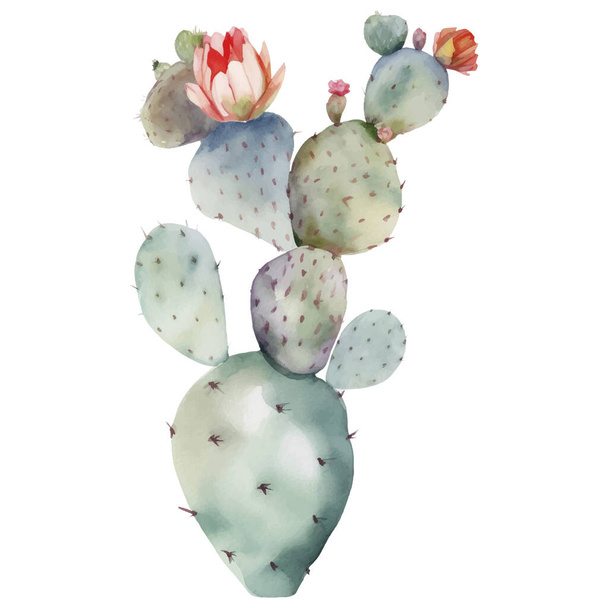 Cactus Watercolor Illustration.Succulent и Cacti Prints Elements - Вектор,изображение