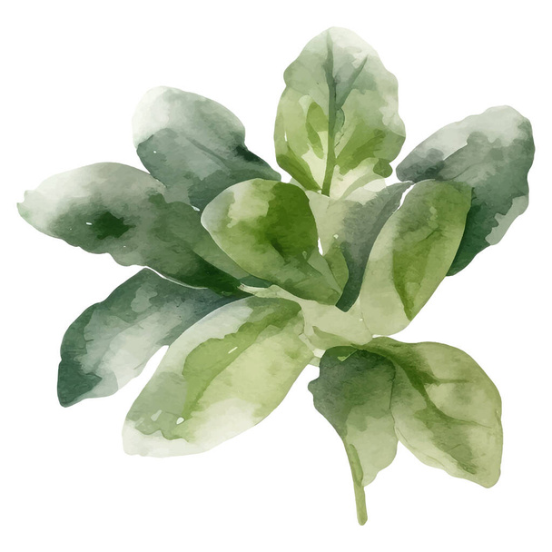 Watercolor collection of fresh herbs. Isolated kitchen herbs illustration - ベクター画像