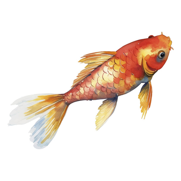 水彩手描き鯉魚イラスト。白を基調とした和様の要素 - ベクター画像