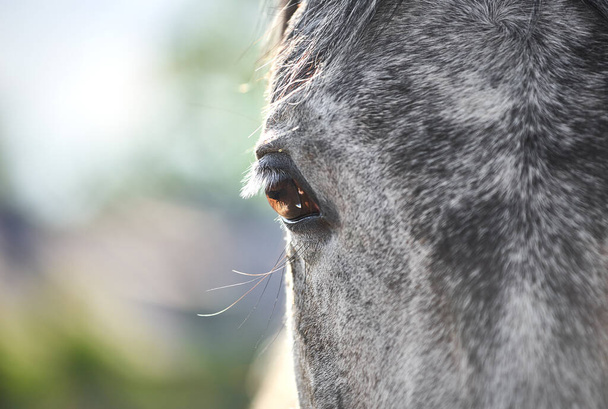 Piękne oko szarego konia z bliska. Brązowe oko z białymi rzęsami - Zdjęcie, obraz