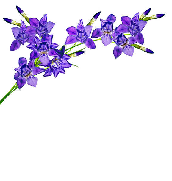 blauwe irisbloem geïsoleerd op witte achtergrond - Foto, afbeelding
