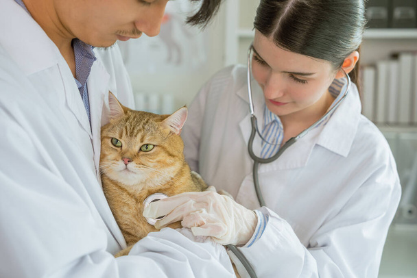 un adorable chat occupe le devant de la scène, soigneusement tenu et soigneusement examiné par un vétérinaire qualifié dans l'ambiance chaleureuse d'une clinique vétérinaire - Photo, image