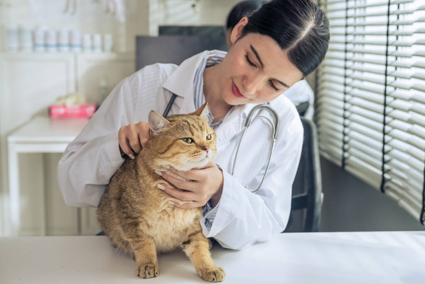 captivating portrait of an adorable cat lying calmly on the diagnose table, with a professional beautiful asian female veterinarian attentively taking care of it in a well-kept veterinary clinic - Фото, зображення