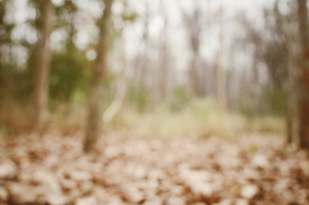Blurred forest  - Zdjęcie, obraz
