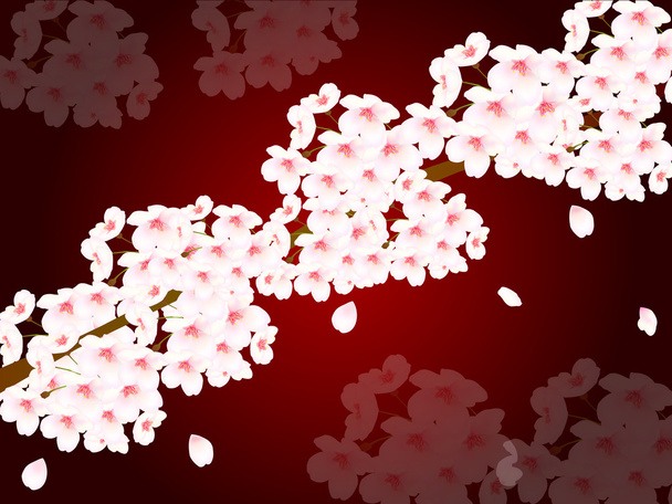 kirsikankukka tausta
 - Vektori, kuva