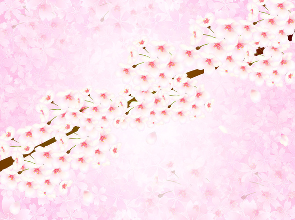 Cherry květ pozadí - Vektor, obrázek
