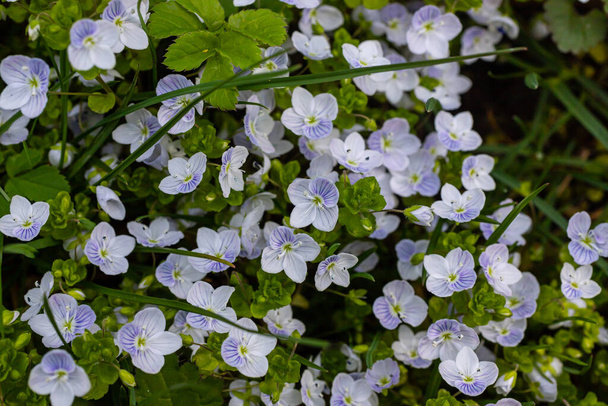 Fundo de verão com flores azuis veronica chamaedrys. Flor azul florescer na grama verde, fundo da mola. - Foto, Imagem