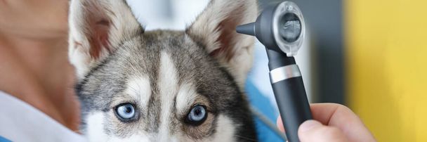 Veterinarian performs ear examination in husky dog clinic. Hearing problem and treatment in dogs concept - Photo, image