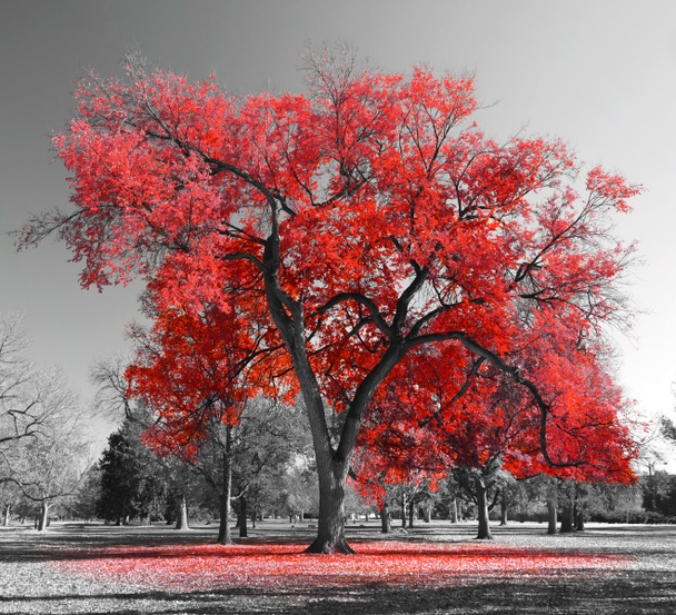 Big Red Tree - Photo, Image