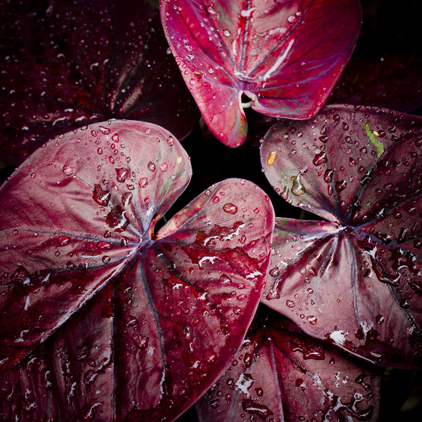 red leave with water drop background - Foto, imagen