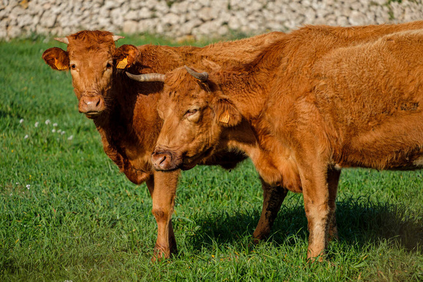 Menorcas reproduzem vacas pastando, Alaior, Menorca, Ilhas Baleares, Espanha - Foto, Imagem