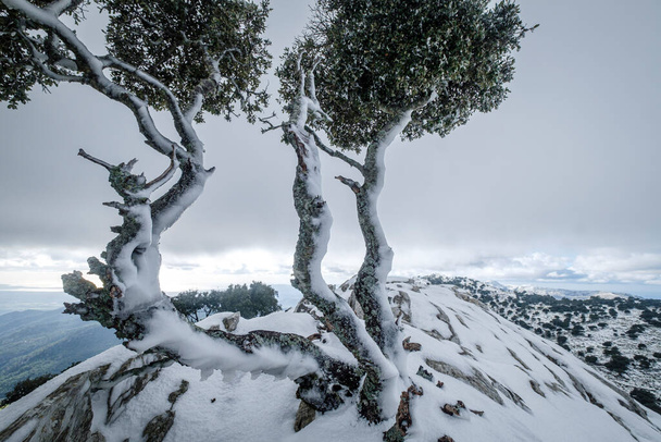 magányos fa a gerincen, Puig des Coll des Jou, 1052 méter, Orient Valley, Mallorca, Baleár-szigetek, Spanyolország - Fotó, kép