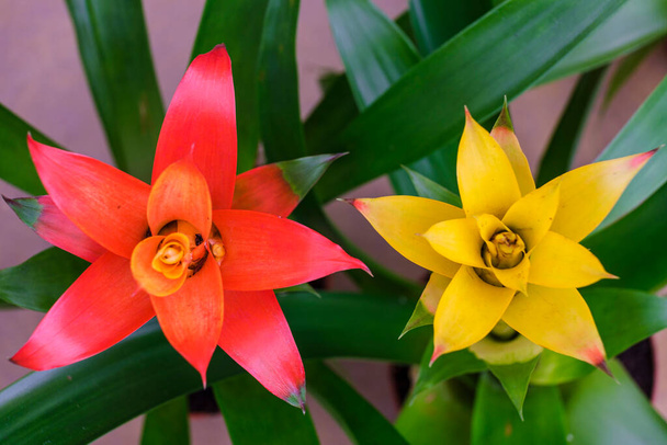 Бромелієві квіти, Мальорка, Балеарські острови, Іспанія. - Фото, зображення