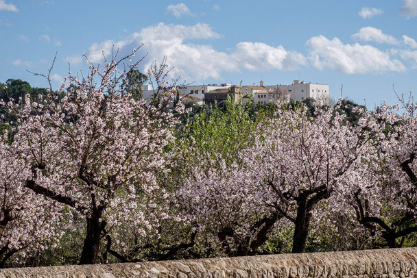 Joan March Hospital, Caubet, Bunyola, árvore de amêndoa com flores, Bunyola, Maiorca, Ilhas Baleares, Espanha - Foto, Imagem