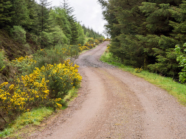 開花馬と松の木が並ぶ森の道, Argyll, Scotland - 写真・画像