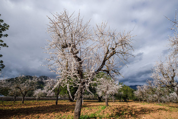 árvore de amêndoa com flores, Bunyola, Maiorca, Ilhas Baleares, Espanha - Foto, Imagem