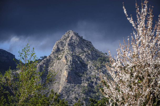 Sa Gubia peak and flowering ammond tree, Bunyola, Maiorca, Ilhas Baleares, Espanha - Foto, Imagem