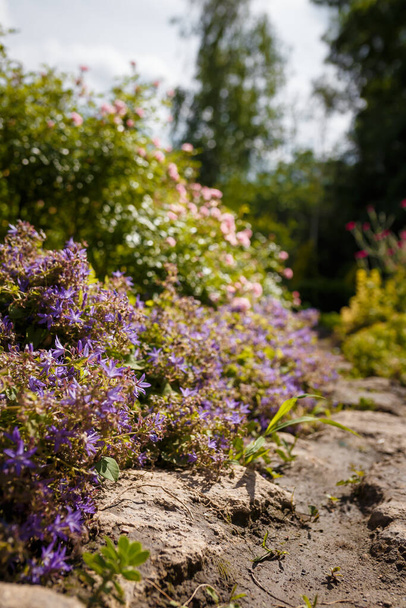 Beautiful campanula poscharskyana flower bed, botanical garden with flowering ornamental plants. Blurry roses on background - Photo, Image