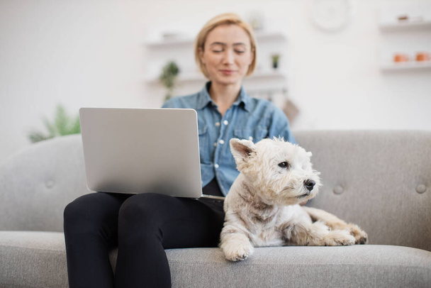 Smiling adult woman and sleepy purebred Westie posing with computer on laps in comfortable room with soft couch. Charming short-haired blonde scrolling digital photos from last birthday party. - Foto, Imagem