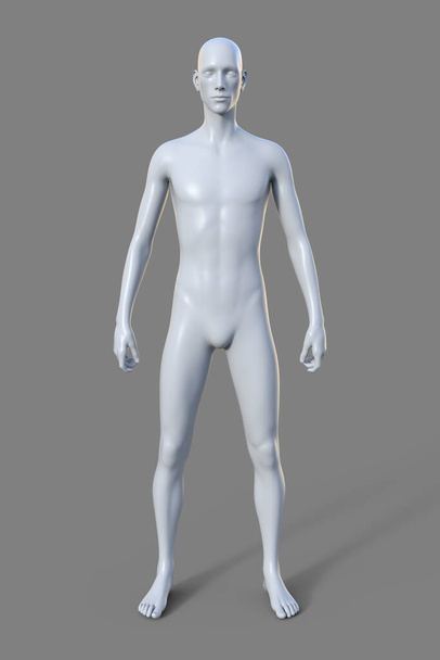A 3D illustration of a male body with ectomorph body type, characterized by a lean and slender build with minimal body fat. - 写真・画像