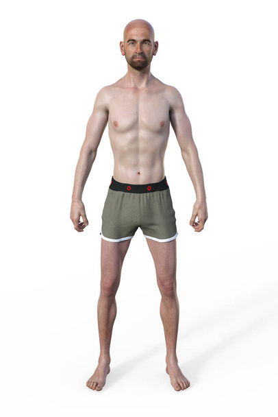 Ektomorf vücut tipine sahip bir erkek vücudunun 3 boyutlu bir çizimi, zayıf ve ince yapılı, minimum vücut yağıyla karakterize edilir.. - Fotoğraf, Görsel
