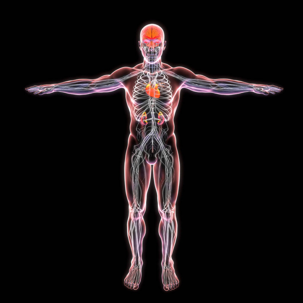 Naukowa ilustracja 3D przezroczystego męskiego ciała przedstawiająca skomplikowane szczegóły serca, nerek, mózgu i nerwów. - Zdjęcie, obraz