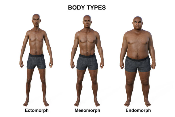 男性の体の3Dイラストでは、 3種類の体の特徴を強調しながら、三つの異なる体のタイプ(切歯、間葉、縁)を紹介しています。. - 写真・画像