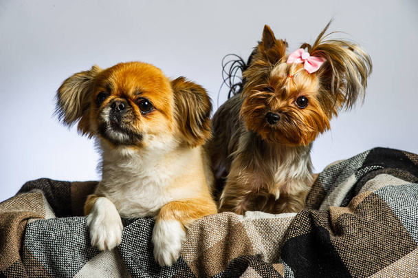 Pekingese και Yorkshire, δύο θηλυκά σκυλιά μαζί. Μεμονωμένα σε γκρι. - Φωτογραφία, εικόνα