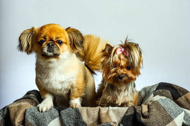 Pekingese e Yorkshire, duas cadelas juntas. Isolado em cinza. - Foto, Imagem