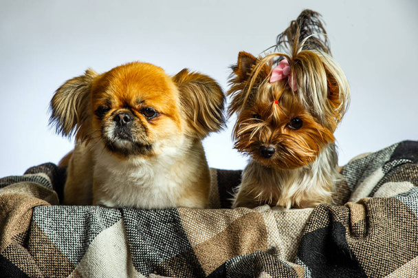 Пекінг і Йоркшир, дві жінки-собаки разом. Ізольовані на сірих. - Фото, зображення