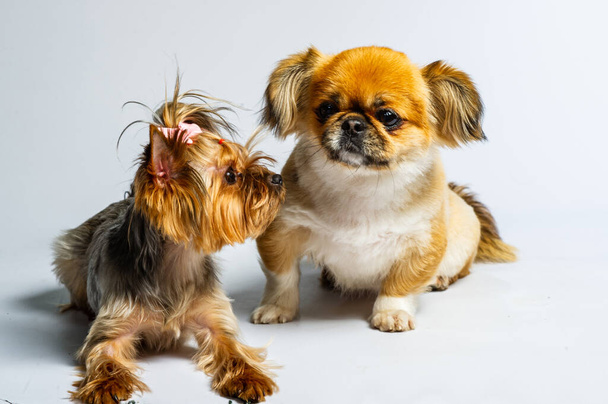 Pekingese και Yorkshire, δύο θηλυκά σκυλιά μαζί. Μεμονωμένα σε γκρι. - Φωτογραφία, εικόνα