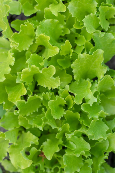 Close up of green lettuce. Concept of healthy lifestyle and dieting - Photo, image