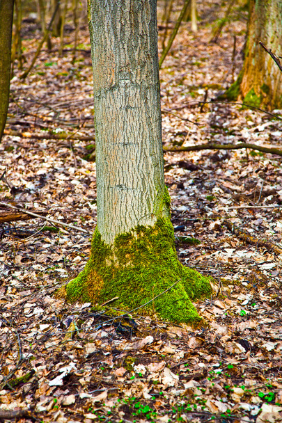 tocón de árbol con musgo en el bosque
 - Foto, imagen