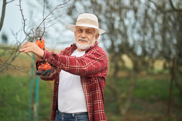 Front view of gardener standing, looking at camera. Old male with grey hair and beard taking care of plants, cutting branches with pruner. Concept of trees ad plants growing. - Photo, Image