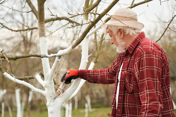 Zijaanzicht van mannelijke tuinman bleken boomtakken met witte verf. Oude man met grijs haar en baard staande, werkend in boomgaard, borstel vasthoudend. Concept van de plantengroei. - Foto, afbeelding