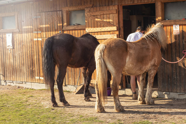 Paarden staan bij de stal op de boerderij. Hoge kwaliteit foto - Foto, afbeelding