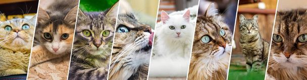 Banner de gatos. Collage con banners para el diseño del encabezado del sitio web - Foto, imagen