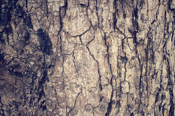 Texture écorce d'arbre - Photo, image