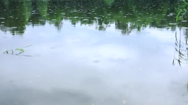 βροχή που πέφτει στην πράσινη λίμνη στο δάσος - Πλάνα, βίντεο