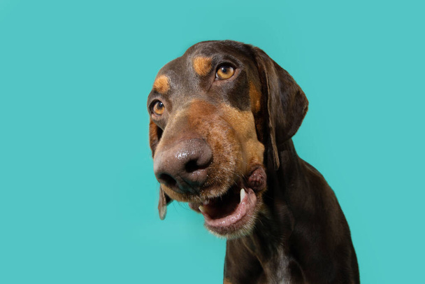 Portrait funny doberman puppy dog making a face. Isolated on blue background - Photo, image