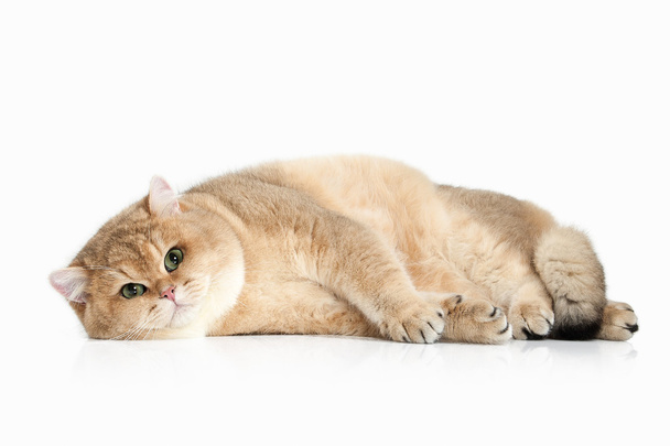 Cat. Golden british cat on white background - 写真・画像