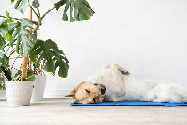 Opieka nad zwierzętami. Cute zrelaksowany mieszany pies rasy leżącej na chłodnym macie w gorący dzień, biały tło ściany, letni upał. Przestrzeń kopiowania - Zdjęcie, obraz